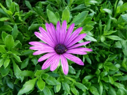 Dimorphotheca ecklonis (=Osteospermum ecklonis)