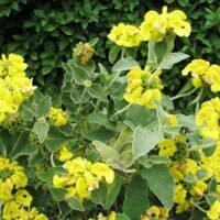 Phlomis fruticosa