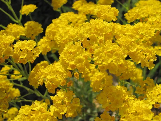 Alyssum montanum 'Mountain Gold'