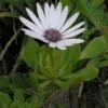 Dimorphotheca fruticosa (=Osteospermum fruticosum)