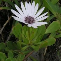 Dimorphotheca fruticosa (=Osteospermum fruticosum)