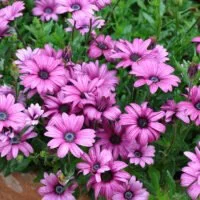 Dimorphotheca x hybrids