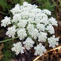 Ammi majus