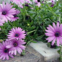 Dimorphotheca x hybrids  'Golden Beauty'