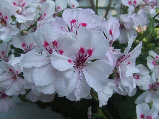Pelargonium species