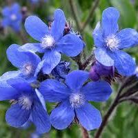 Anchusa azurea (A. italica)