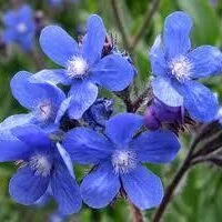 Anchusa azurea (A. italica)