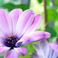 Dimorphotheca x hybrids 'Lilac Beauty'