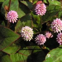 Polygonum capitatum