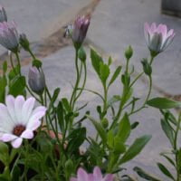 Dimorphotheca x hybrids 'Lusaka'