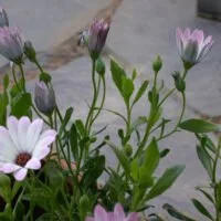 Dimorphotheca x hybrids 'Lusaka'