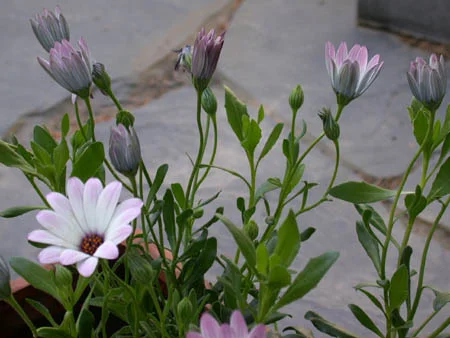 Dimorphotheca x hybrids 'Lusaka'