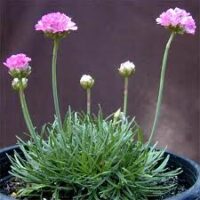 Armeria maritima