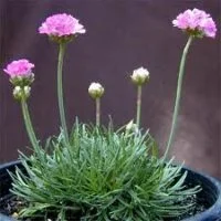 Armeria maritima
