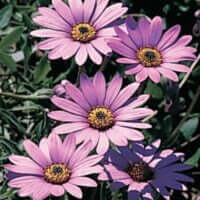 Dimorphotheca jucunda (=Osteospermum juncundum)