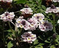 Phyla nodiflora (Lippia reptans)