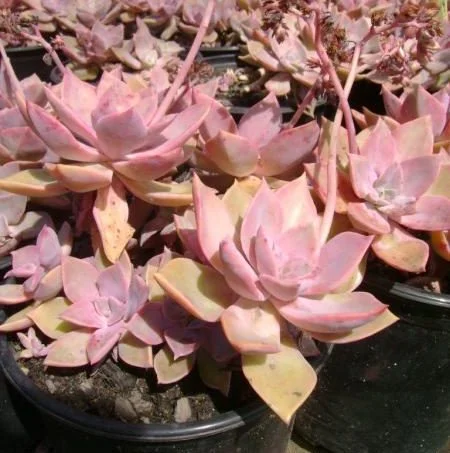 Echeveria x hybrids