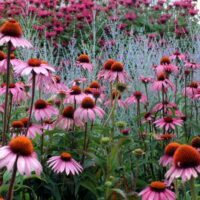 Echinacea purpurea 'Magnus'
