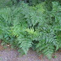 Rumohra adiantiformis