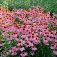 Echinacea purpurea 'Kim's Knee High'