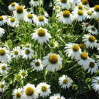 Echinacea purpurea 'White Swan'