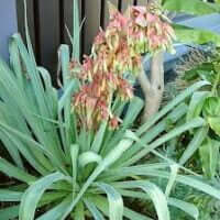 Beschorneria yuccoides