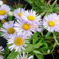 Erigeron speciosus
