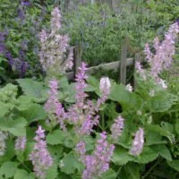 Salvia sclarea 'Turkestanica'