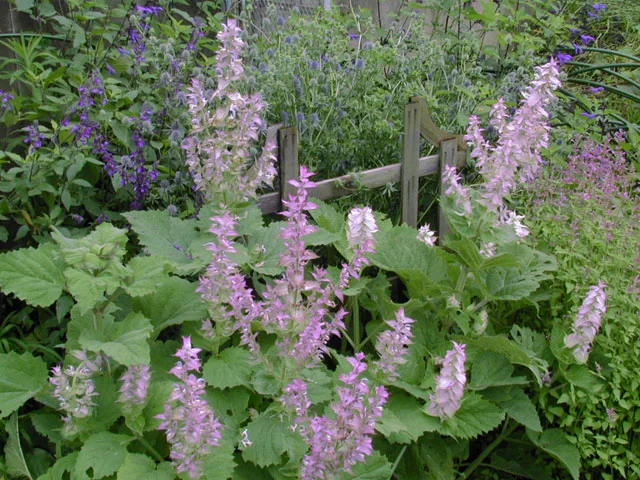 Salvia sclarea 'Turkestanica'