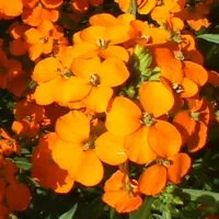 Erysimum x kewensis