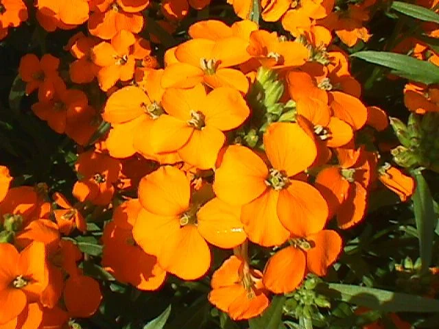 Erysimum x kewensis