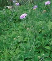 Scabiosa africana