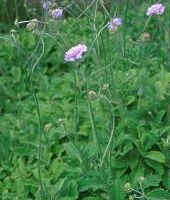 Scabiosa africana
