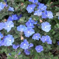 Evolvulus glomeratus 'Blue Daze'