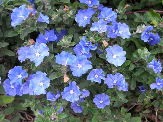 Evolvulus glomeratus 'Blue Daze'