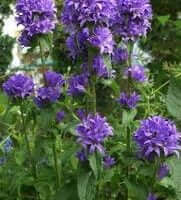 Campanula glomerata