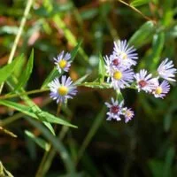 Symphyotrichum novi-belgii