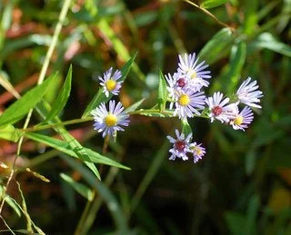 Symphyotrichum novi-belgii