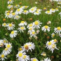 Felicia erigeroides