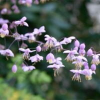 Thalictrum delavayi
