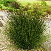 Thamnochortus insignis