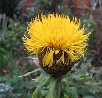Centaurea macrocephala