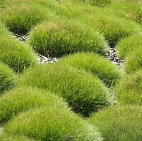 Festuca gautieri (F. scoparia)