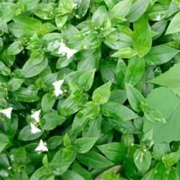 Tradescantia fluminensis