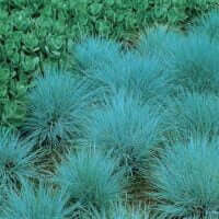 Festuca glauca 'Silver Eyecatch'