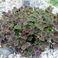 Trifolium repens 'Atropurpurea'