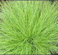 Festuca ovina 'Golden Toupee'