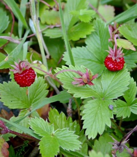 Fragaria vesca