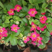 Fragaria x hybrid 'Lipstick'
