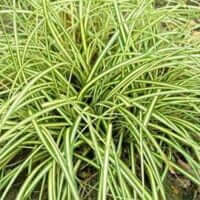 Carex hachijoensis